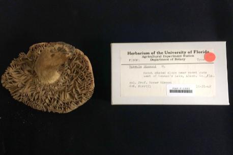 A photo of a mushroom