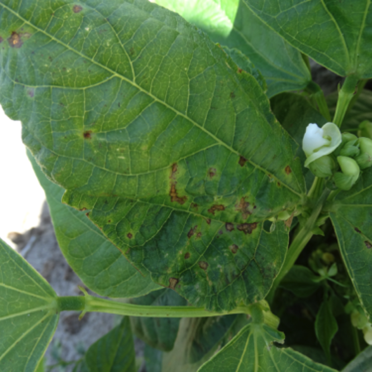 Common bacterial blight can cause severe damage on beans affecting yield. Symptoms can be noticed on leaves, pods and seeds. The leaf symptoms can start with water-soaking followed by necrosis.