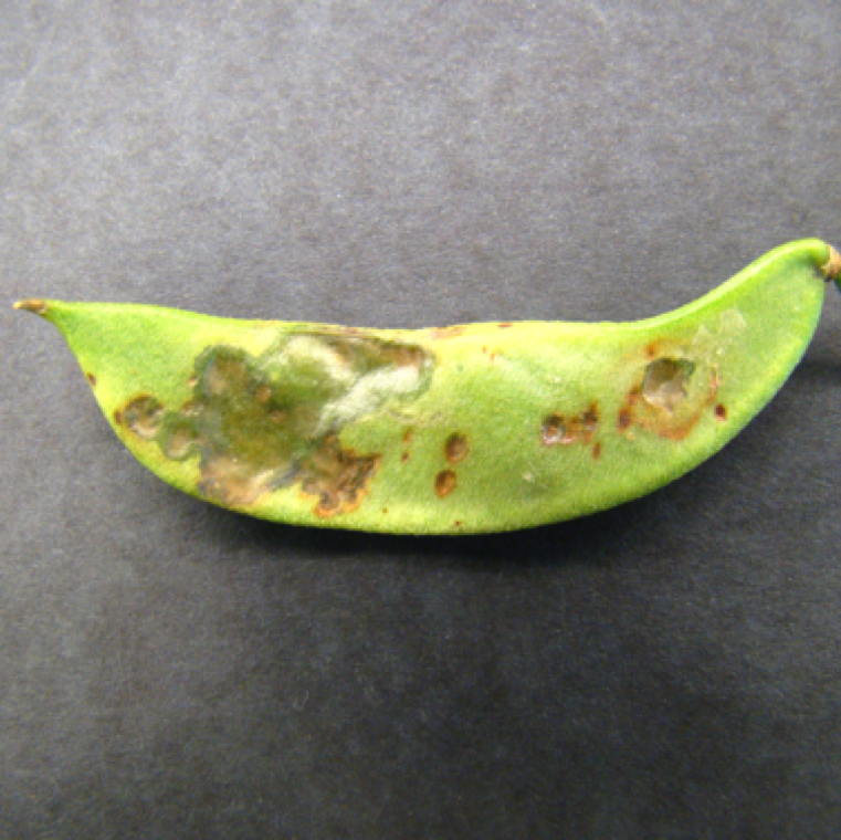 Pods affected with common bacterial blight show water-soaking that can be in a small or large section. Numerous necrotic spots can be also noticed on the pods.