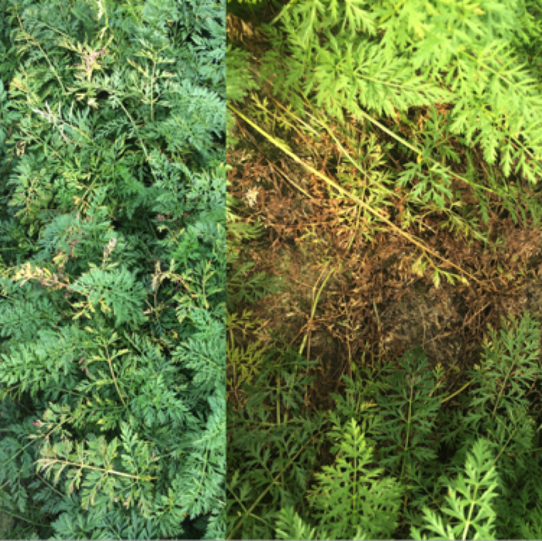 An early stage infection causing yellowing of foliage in multiple plants in the field (left). Severe defoliation especially of older leaves can be noticed in affected areas.