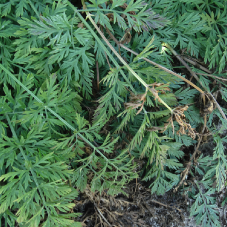 The first symptom of southern blight on carrot is yellowing and wilting of the leaves. This symptom can be very similar to early symptom of cottony rot/pink rot.