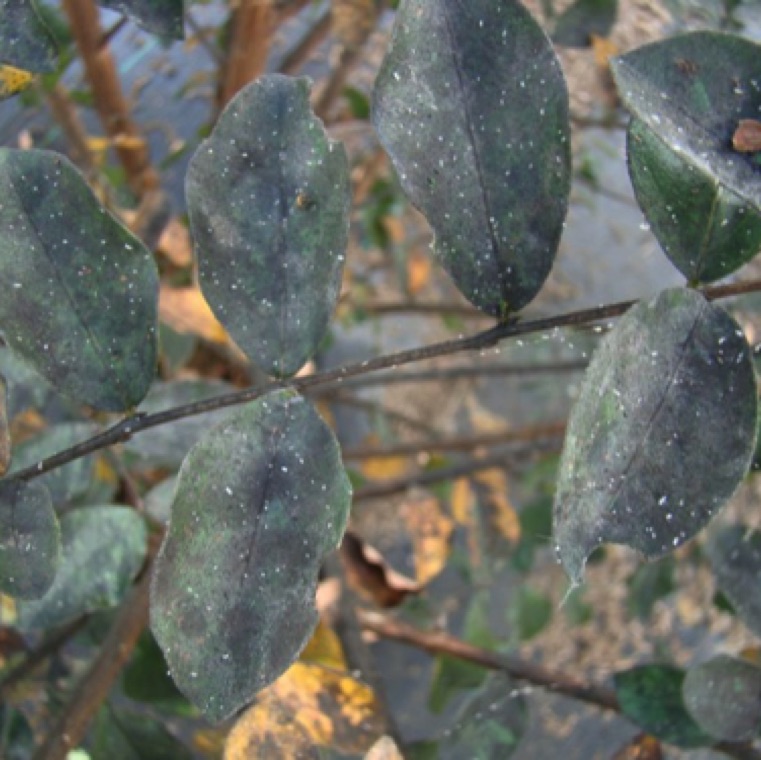 Sooty mold is caused by saprophytic fungal organisms that utilizes the honeydew secretions from severe aphid, white fly, mealybug and other insects feeding on leaves. Sooty mold colonies form dark patches on leaves which are made of hyphae and spores.