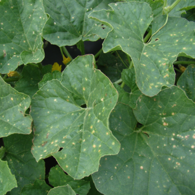 The leaf spots can be few to numerous that are spread throughout the leaves. The spots start as small yellow chlorotic lesions with a white or brown center.
