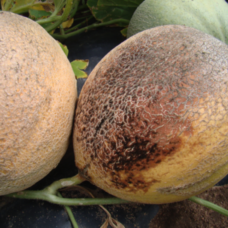 Alternaria spp. can also cause fruit rot on cantaloupe. Characteristic symptom is water soaked sections of the fruit and black growth on the rind of the fruit.