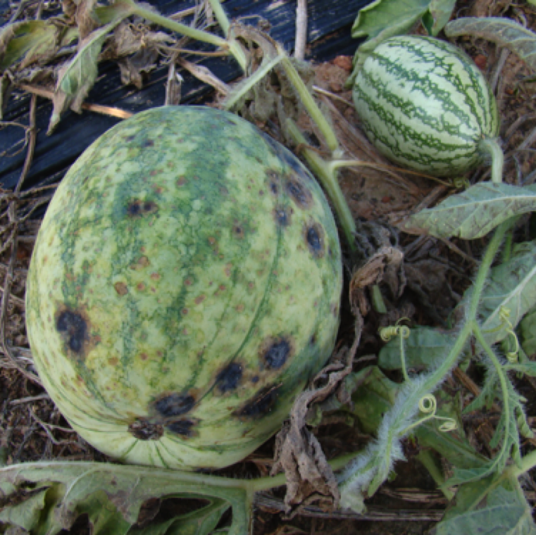 Watermelon fruits that are severely infected most commonly have the symptom of black sunken areas which can be few to many. Similar lesions can be found in other cucurbits.