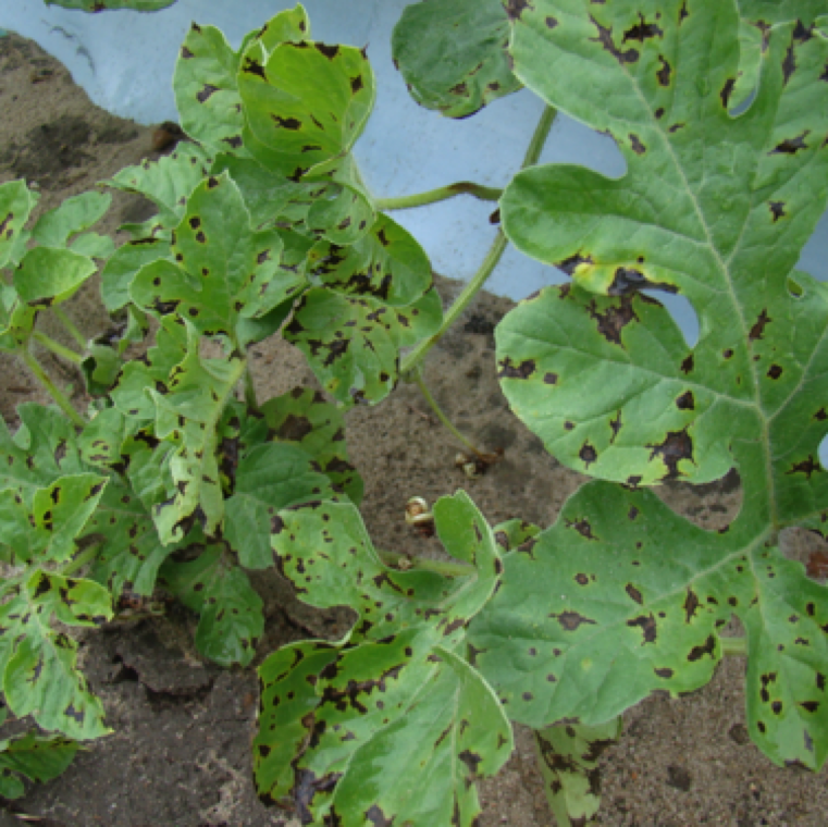 In the early stages of infection spots on the leaves start as small spots that may resemble deny mildew, but as the lesions expand irregular shape of lesions become apparent.