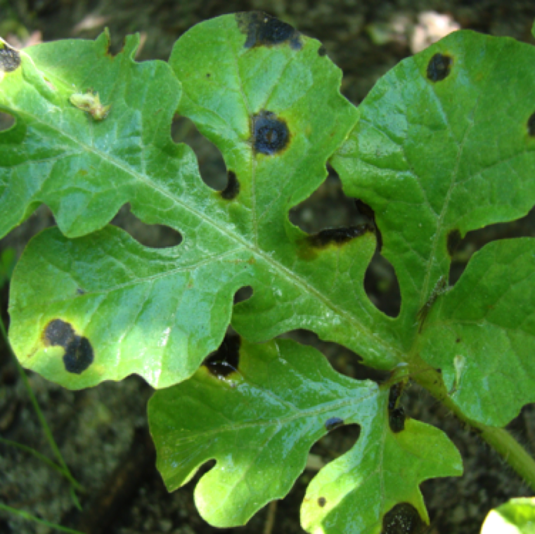 Warm and wet weather favor the occurrence and spread of Cercospora leaf spot. The disease is primarily limited as leaf spots on foliage and rarely on petiole and stem.