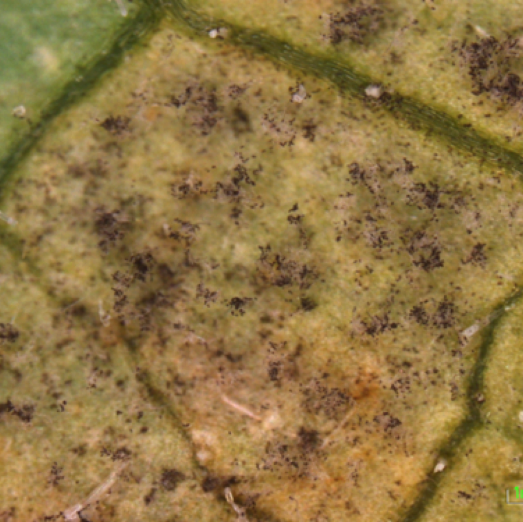 Abundant spore production occurs on the underside of the leaf lesion and can be noticed in sufficient numbers using hand lens. The pathogen survives on cucurbits in south Florida during winter.