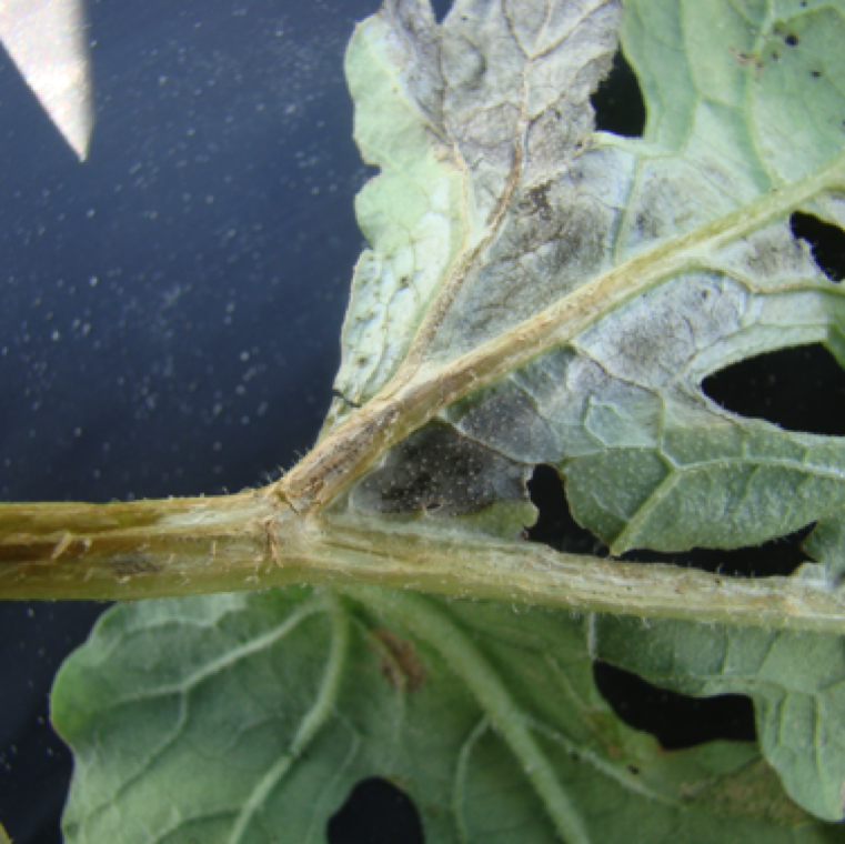 Water-soaking on the underside of an infected watermelon leaves is a common symptom. Careful observation of the leaves will indicate black fruiting bodies of the fungus.