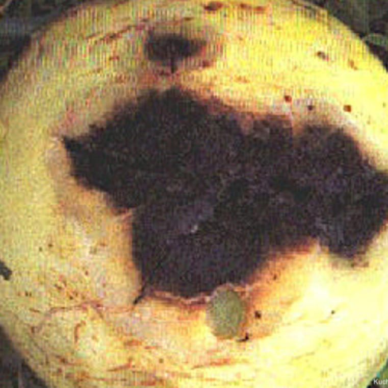 Black rot symptoms on honeydew melon are similar tot hat on watermelon. Harvest points on fruits can also be a point of entry for the pathogen, leading to post-harvest decay.