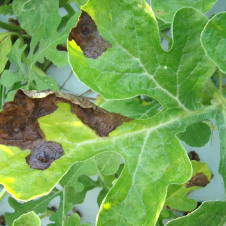 The disease on watermelon can cause major necrosis of the leaves with many lesions merging together within a few days under ideal conditions for the spread of the pathogen.