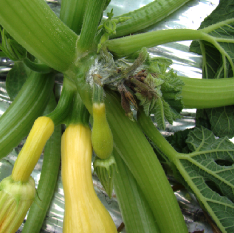 Infection point on flower buds can cause severe yield loss as in this case of squash. High rainfall or excessive irrigation favors occurrence of the disease in the presence of the pathogen.