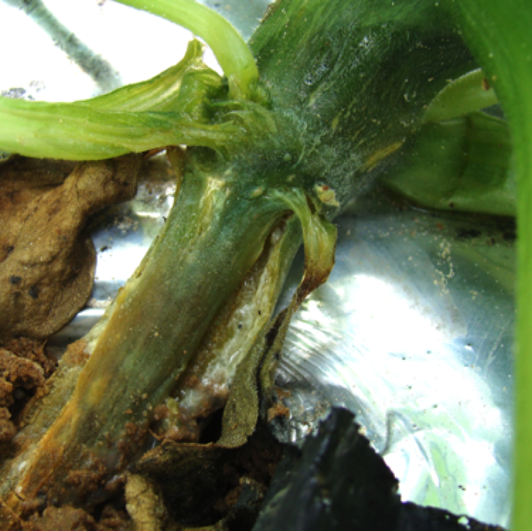 Crown rot on infected squash plants. The collar region of the stem in this case is severely infected and rotting can be clearly noticed. Early signs before rotting includes water-soaking of the stem.
