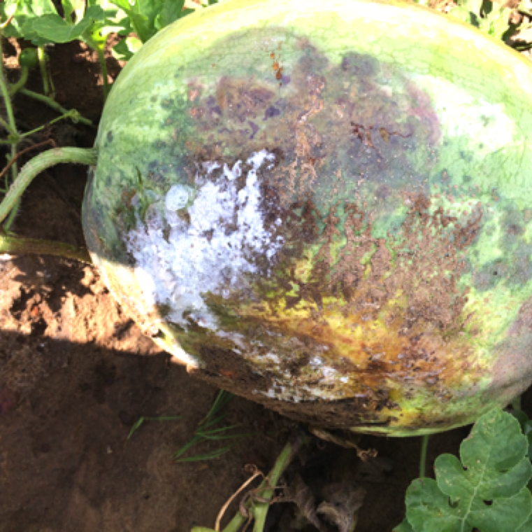 The infect fruits can develop large blotched sections and white mycelial growth. Infection typically starts at the section of the fruit in contact with the soil or in plastic with standing water.
