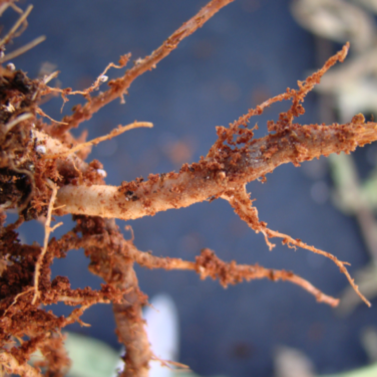 The roots show characteristic discoloration which is indicative of a root-associated issue. In some cases, you can see a white fungal growth on the discolored roots.