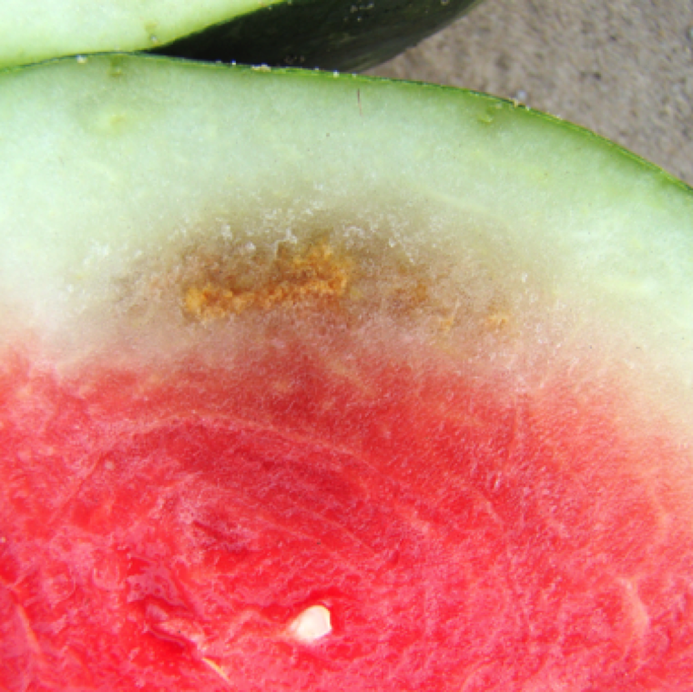 The discolored area show light orange, dry, hard necrosis of the rind, that rarely extends to the flesh of the watermelon. However, some water-soaking may extend into the flesh.