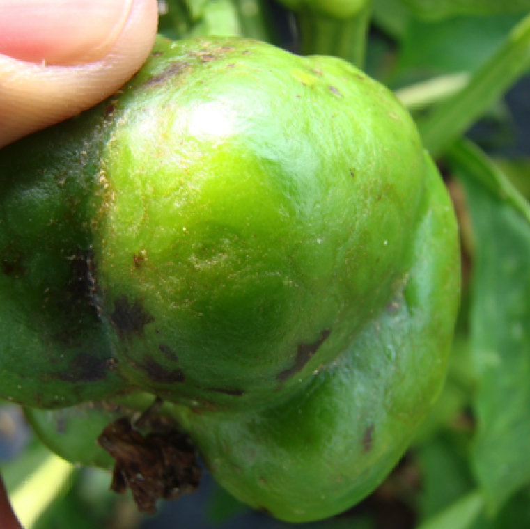 Fruits may also be affected, developing faint chlorotic or necrotic spots, ring spots or mosaic which can be seen when carefully observed.