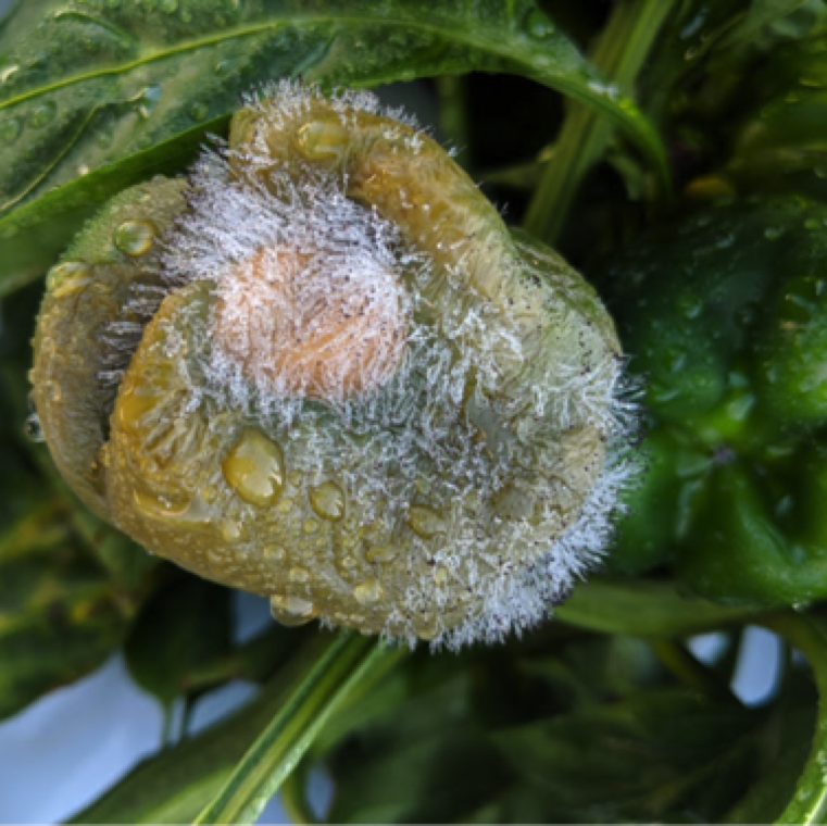 Wet rot can cause symptoms from transplant to harvest stage on pepper. The disease affects all plant parts except roots and can be seen during late spring and fall season with high moisture conditions.