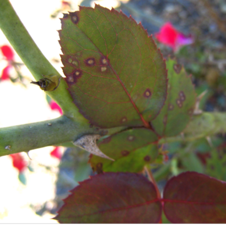 As the disease progresses, the older lesions have small necrotic areas. Subsequently, the centers of the spots turn tan. The disease causes severe defoliation in heavily infected plants.