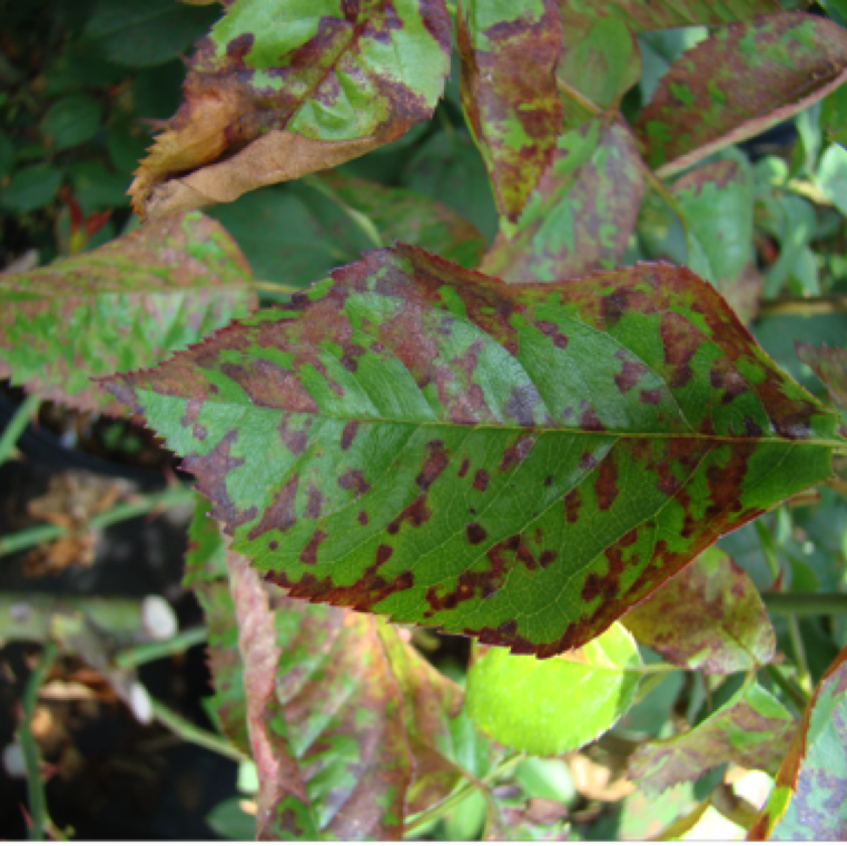 In severe cases purplish patches can be seen on the branches. Under favorable conditions, spore masses can be seen on the lower surface of the leaves and on canes. All cultivated roses are susceptible to downy mildew.