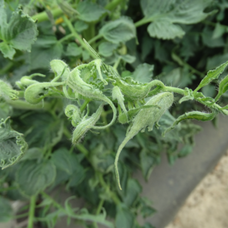 Strapping of leaves. Tobacco mosaic virus and Cucumber mosaic virus can also cause symptoms similar to that of phenoxy herbicides.