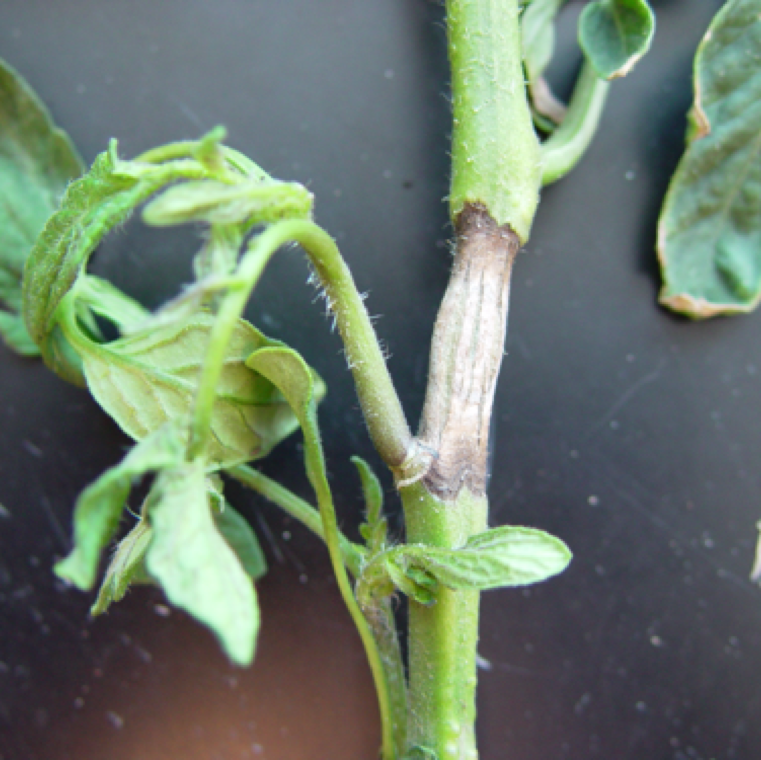 The canker may enlarge to girdle the whole stem killing the whole plant. Brown streaks can be found in the vascular tissue above and below the canker region.