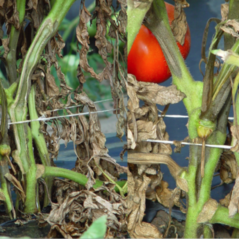 Discoloration of the vascular system. Fusarium wilt/crown root rot and Verticillium wilt can cause similar symptoms. Surface of the stem may darken and collapse as in case of pith necrosis.