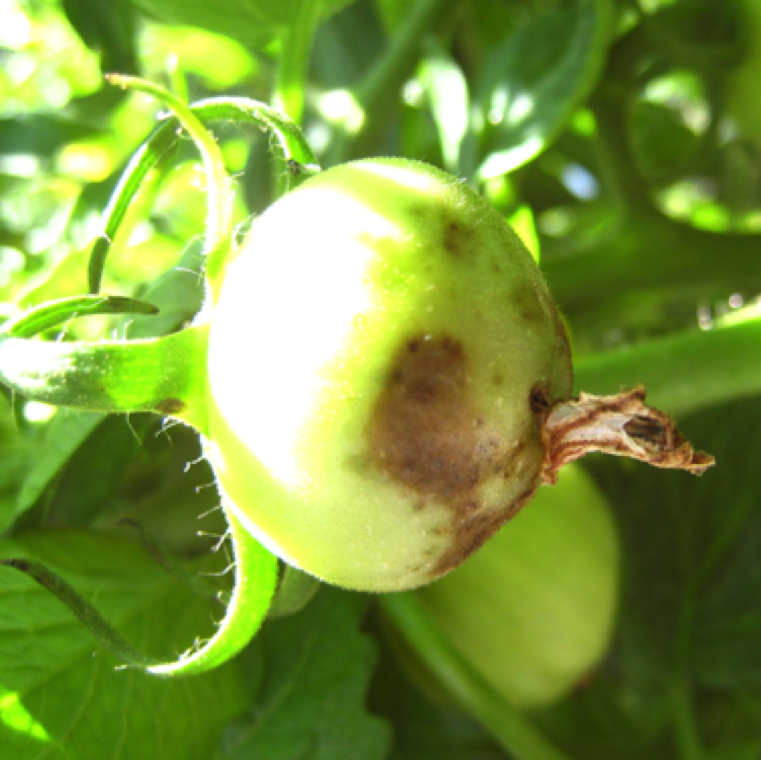 Light tan and water-soaked areas that can enlarge and turn black and leathery is characteristic to blossom end rot. Symptom occurs at the blossom end of the fruit, but sometimes occur on the side of the fruit.