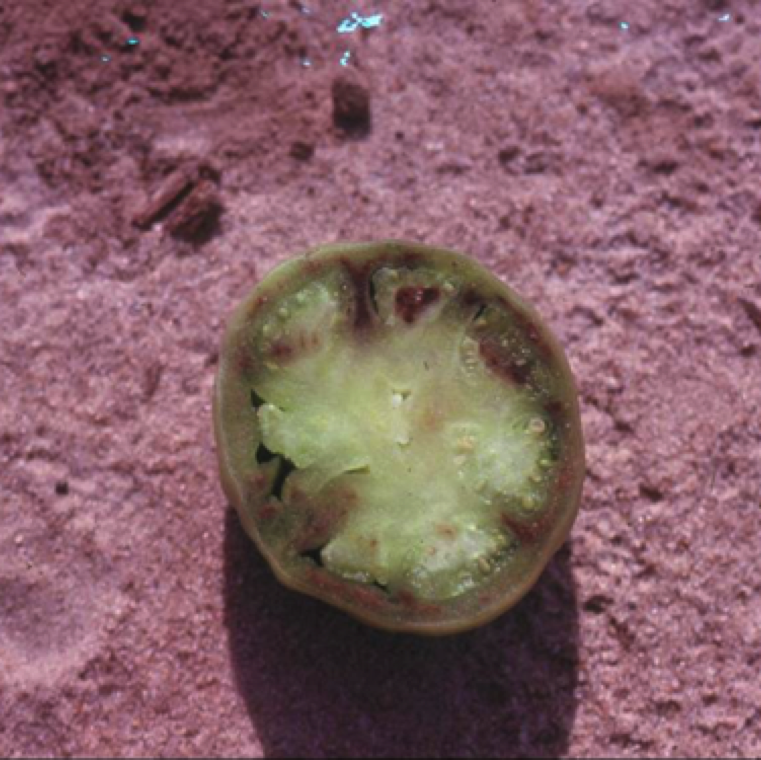 Internal discoloration can also be seen in fruits affected by blossom end rot. Fruits can be affected at any stage including when green and ripe under conditions ideal for the disorder.