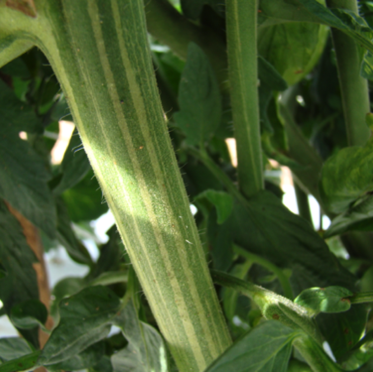 Longitudinal streaks of discolored areas on the stems may be noticed in plants with chimera.