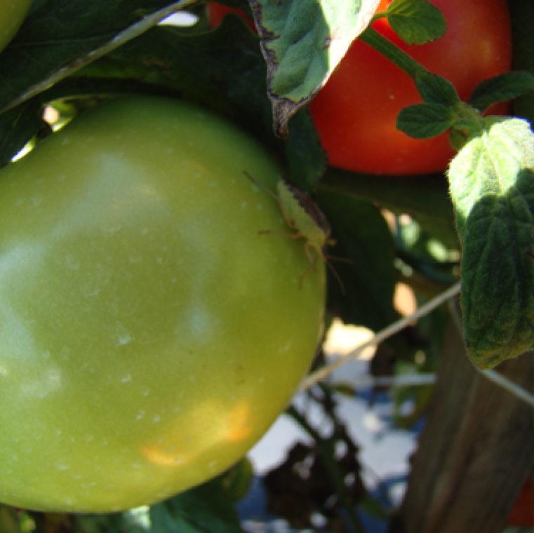 A stink bug on tomato. The damage caused to the fruits can be significant during high skink bug presence.