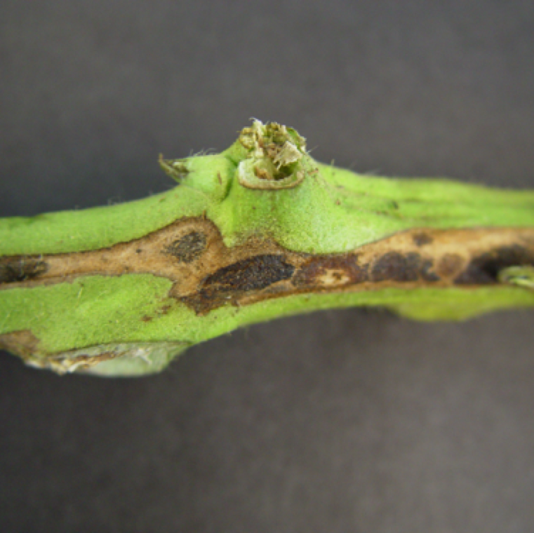 Didymella stem rot can occur at the stem above the soil line. The lesions can be noticed as dark sunken and usually girdle the stem. The entire plants can turn yellow and wilt.