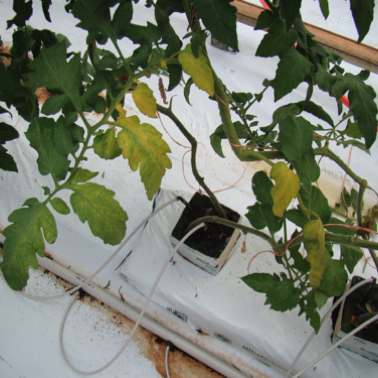 Fusarium wilt can be a severe problem in greenhouse production as most varieties used in greenhouse production are not resistant to Fusarium wilt.