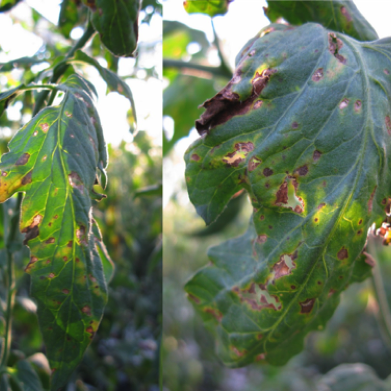 Brown specks scattered through the leaf surface is a characteristic symptom of gray leaf spot. These specks enlarge become necrotic and breaks off from  the center. necrotic spots can also merge causing collapse of large areas of the leaf tissue.
