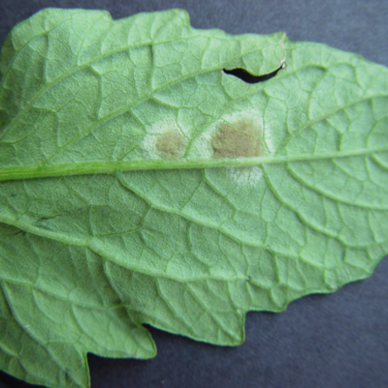 On the underside of the leaves velvety and tan appearance of the infected sections can be noticed as the disease advances, which may be absent early on.