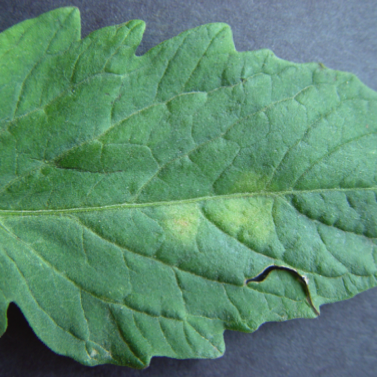 Leaf mold symptoms starts as a light green to yellow spots on upper side of the leaves which can be noticed also on the underside of the leaves.