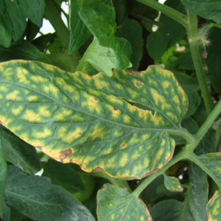Tomatoes affected with magnesium deficiency show mottling pattern/ interveinal chlorosis on leaves as an early symptom on a few leaves followed by many leaves or entire plant.