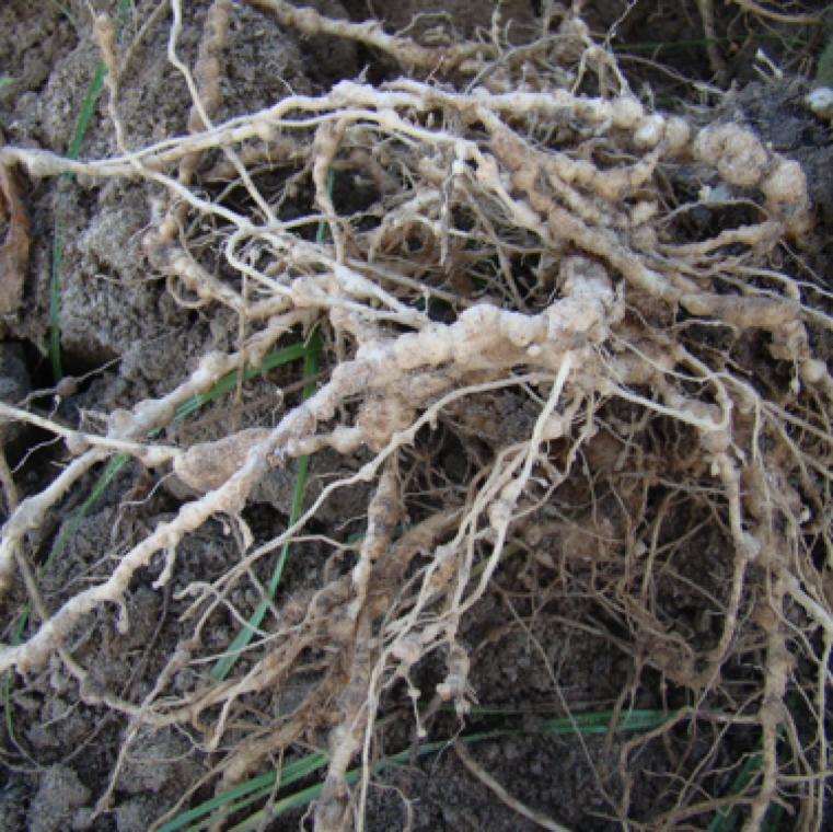 The disease can be a major problem if soils that have a native population of Meloidogyne sp.. In addition use of susceptible tomato varieties are a major issue leading to reduced yield.