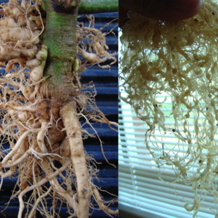 Grafted plant with scion planted accidentally below the soil line with root galls while rootstock do not have root galls (Left). Galls on a tomato transplant (right).