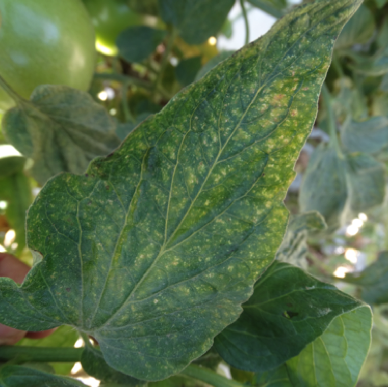 Spider mite feeding can cause numerous yellow or white tiny granulated spots on tomato leaves. The infestation mostly occurs under hot and dry conditions.