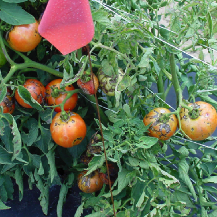 Tomato spotted wilt affects tomatoes, and numerous other vegetables, ornamentals, field crops and weeds. The disease can cause significant yield losses of tomato.