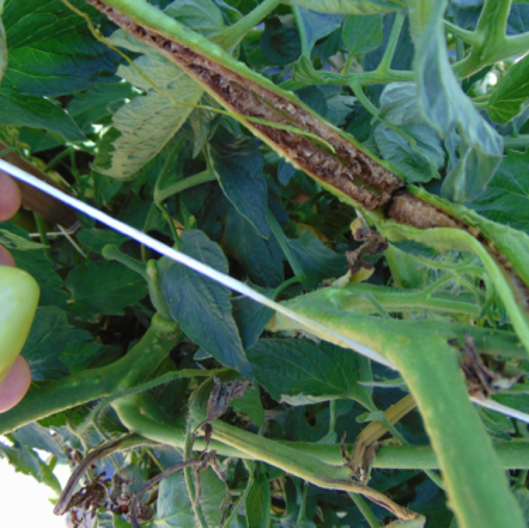 While not always seen in plants affected by tomato spotted wilt, plants with severe wilting may have symptoms of severe necrosis and collapse of the pith.