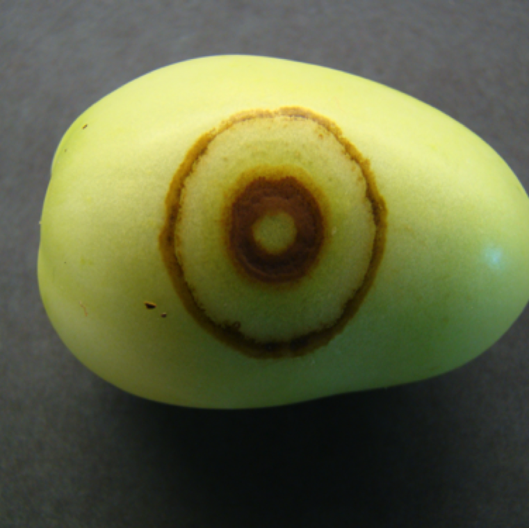 Zonate ring spot symptom. Mature green fruit may not necessarily exhibit any obvious symptoms in the field, however, they may show up as the fruits are ripened (ethylene gas).