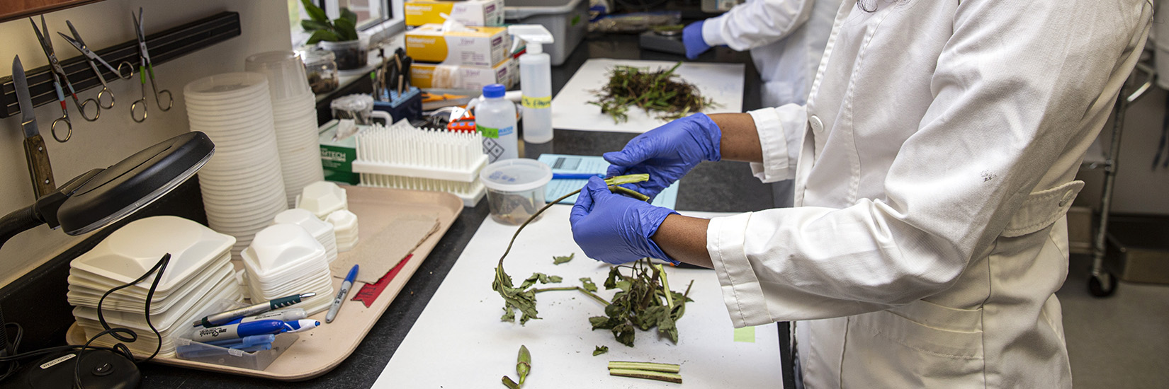 gloved hands of a person examining a plant inside a laboratory