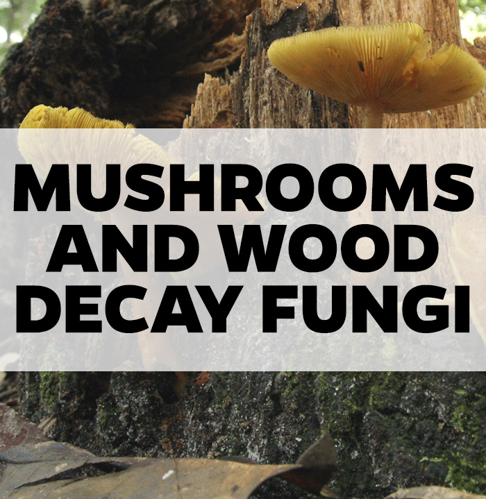 mushrooms and wood decay fungi