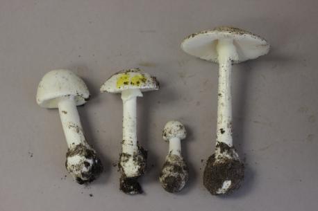 A photo of toxic mushrooms