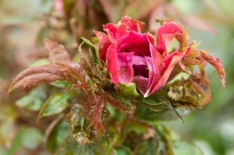 Photo of a red ornamental flower