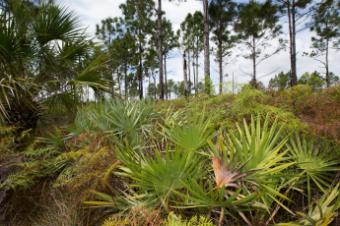 Photo of palm trees