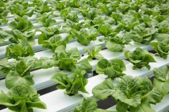 Photo of rows of lettuce planted in the ground