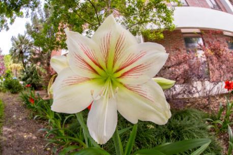 Photo of white flower